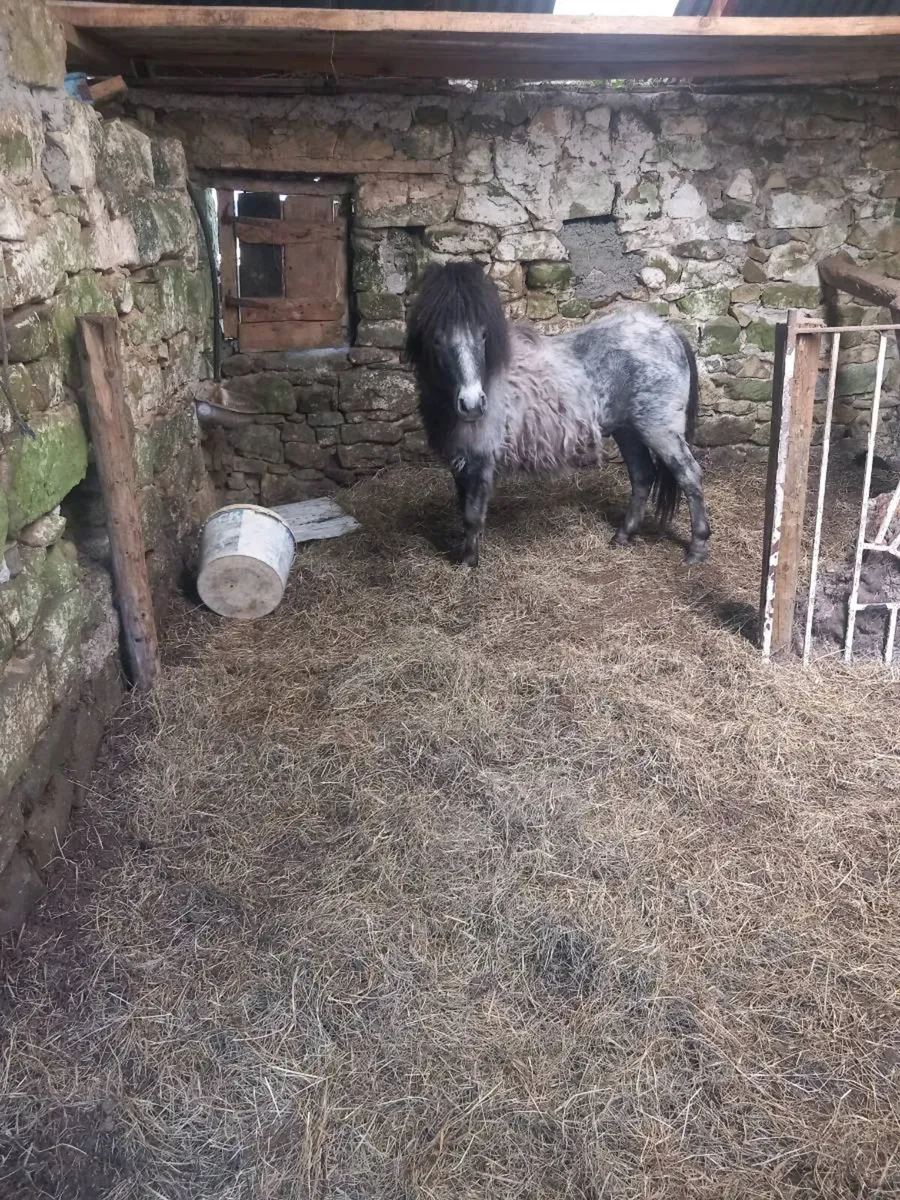 Shetland pony - Image 1