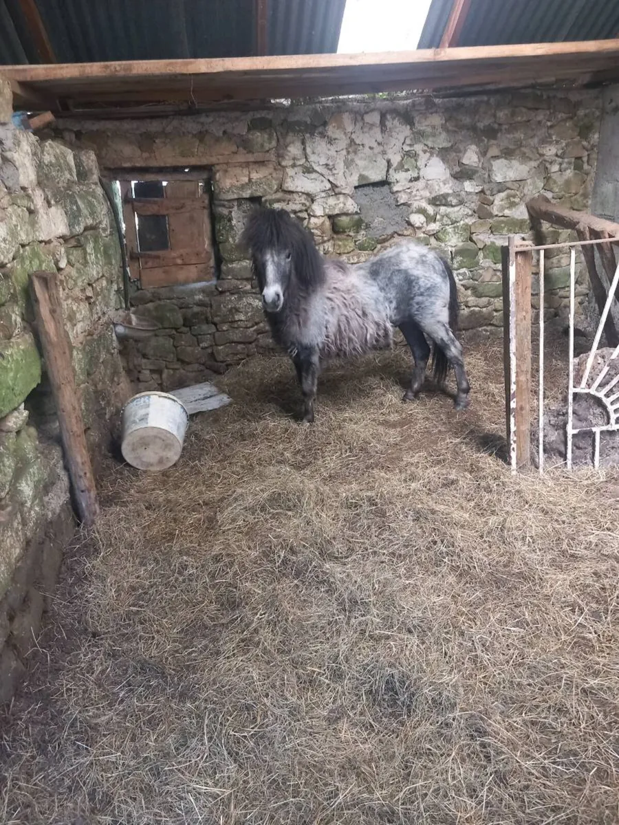 Shetland pony - Image 2