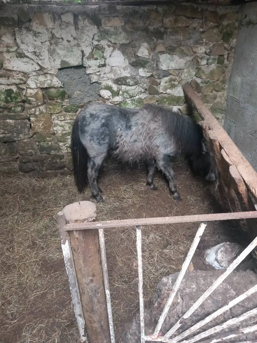 Shetland pony - Image 3