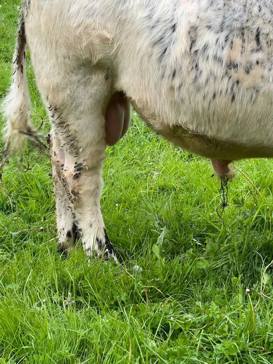 Speckle Park Bull PBNR Organic - Image 2