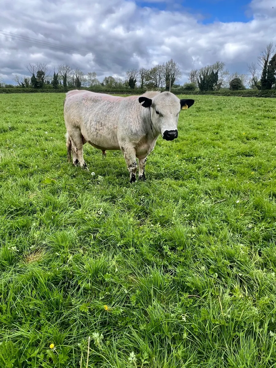Speckle Park Bull PBNR Organic - Image 4