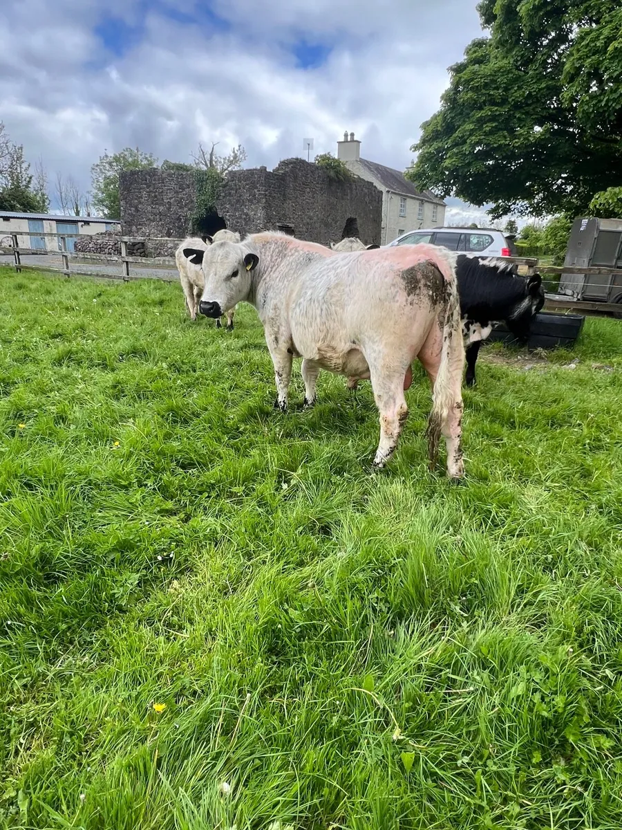 Speckle Park Bull PBNR Organic - Image 3