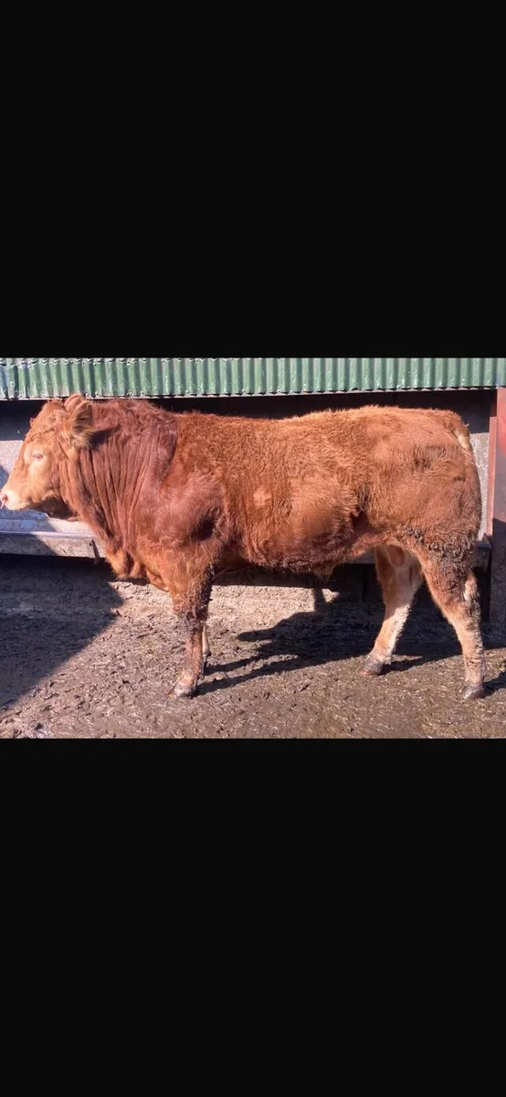 5 Star Pedigree Limousin Bull - Image 1