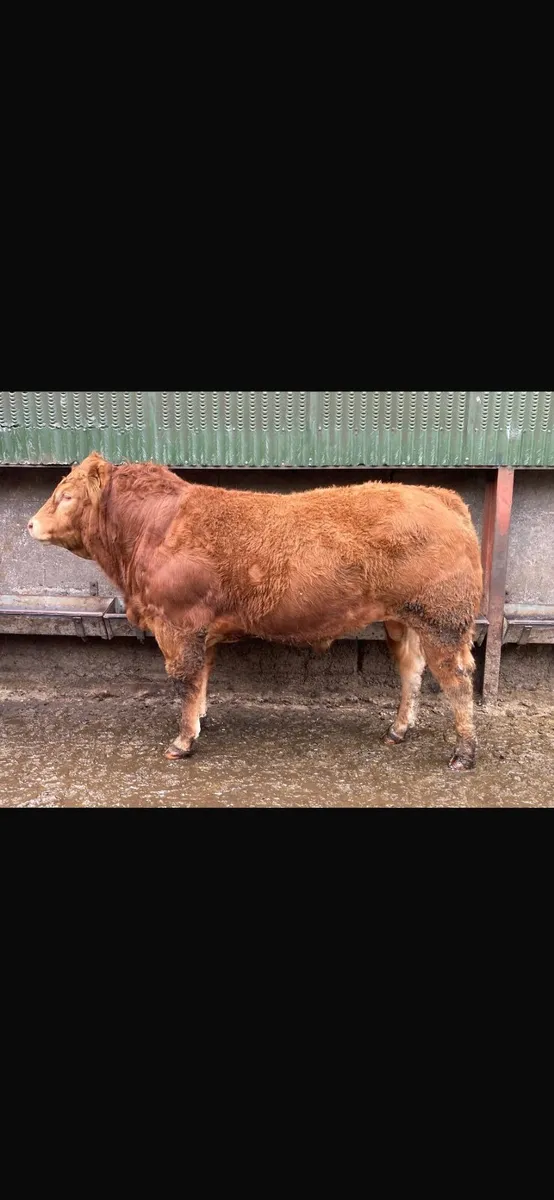 5 Star Pedigree Limousin Bull - Image 2