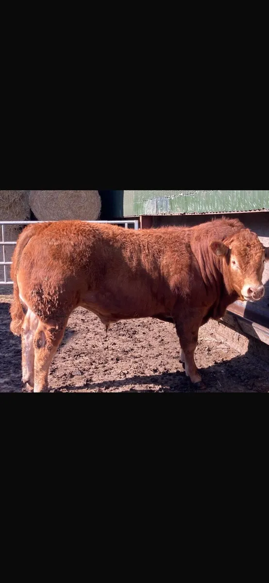 5 Star Pedigree Limousin Bull - Image 4