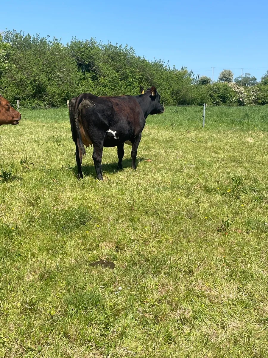 In calf friesan in calf heifers - Image 1