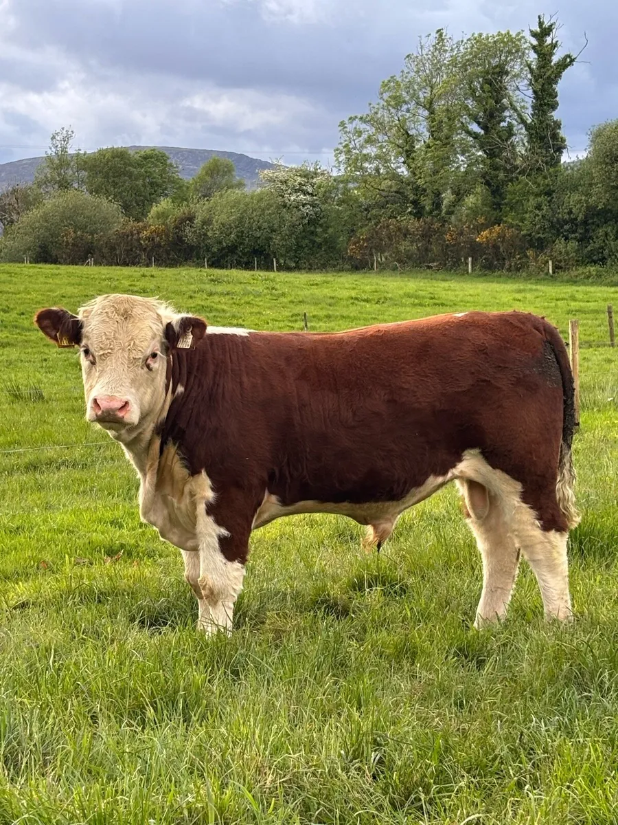 Hereford Bulls- 12-14 months - Image 1