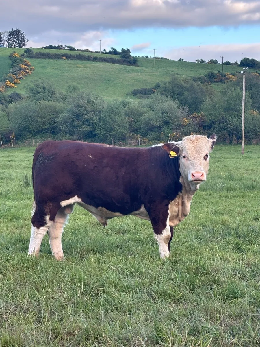 Hereford Bulls- 12-14 months - Image 2
