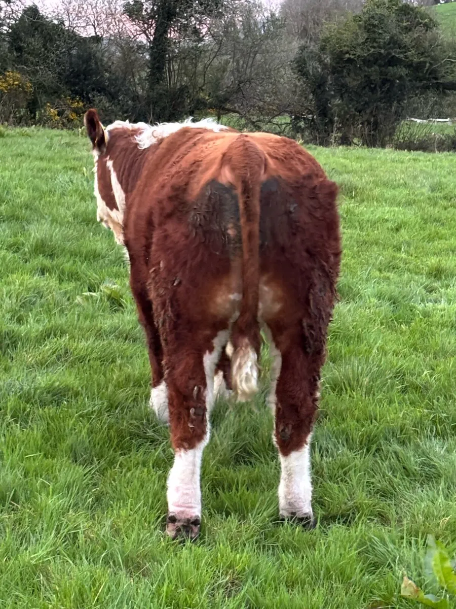 Hereford Bulls- 12-14 months - Image 4