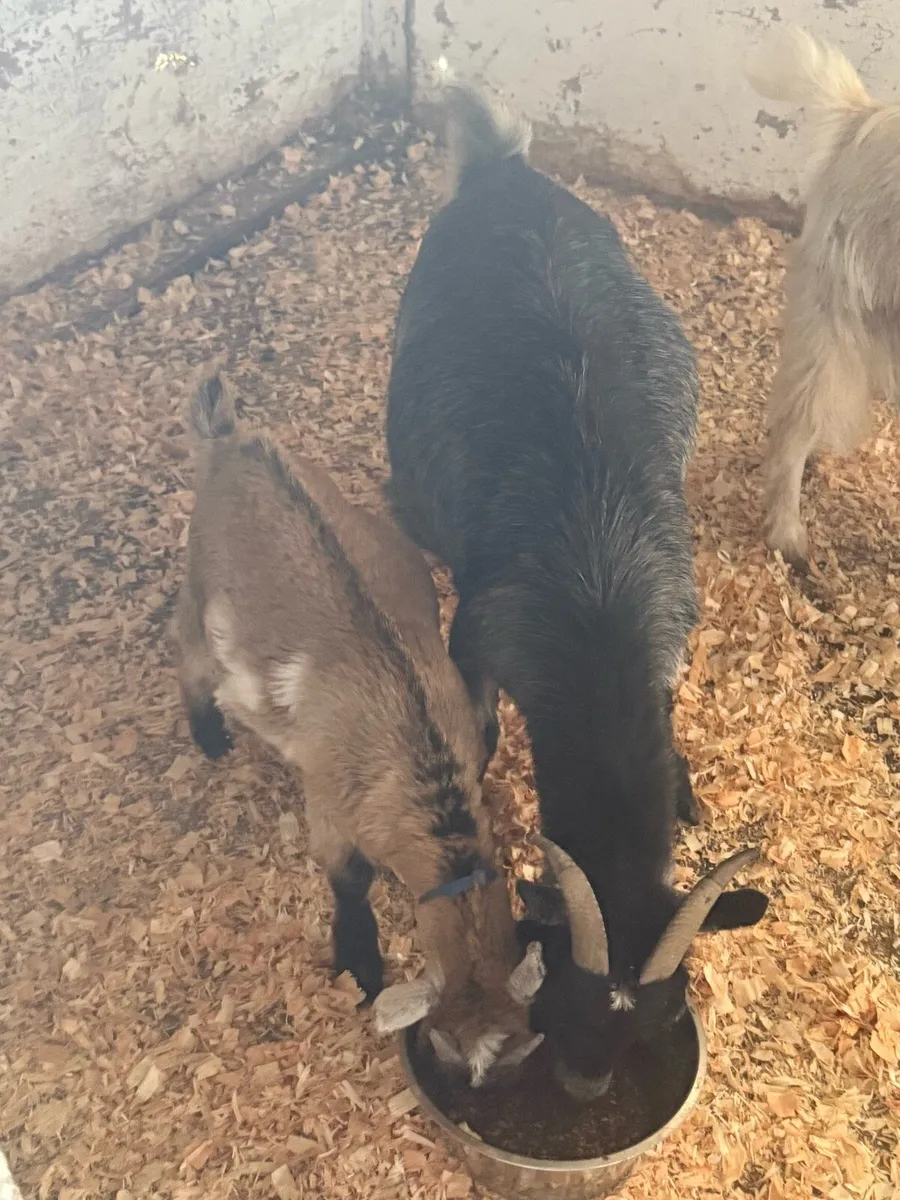 Pygmy Goat & Kid - Image 4