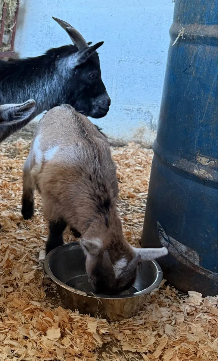 Pygmy Goat & Kid - Image 3