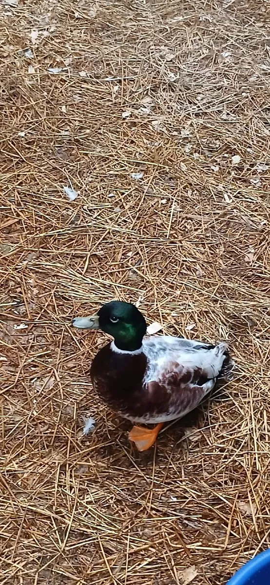 Call Ducks €10 - Image 4