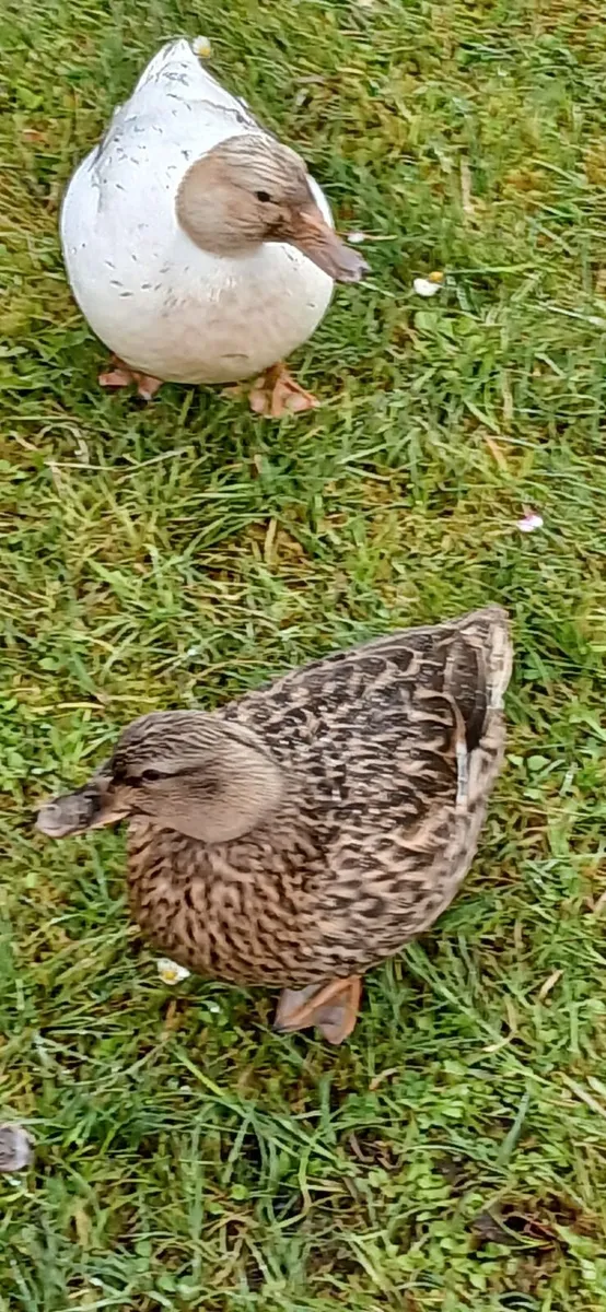 Call Ducks €10 - Image 1