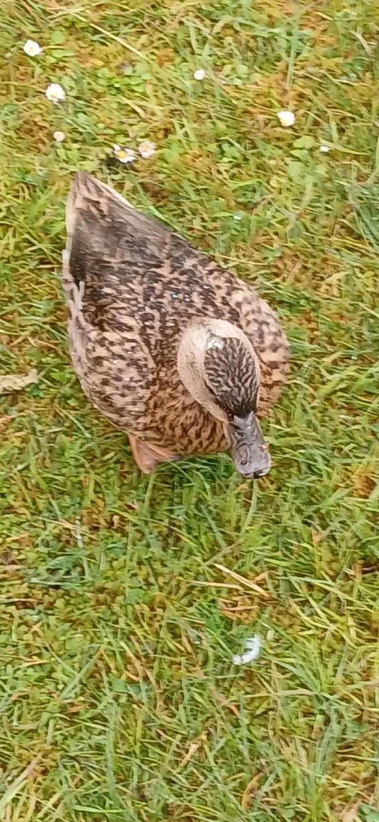 Call Ducks €10 - Image 2