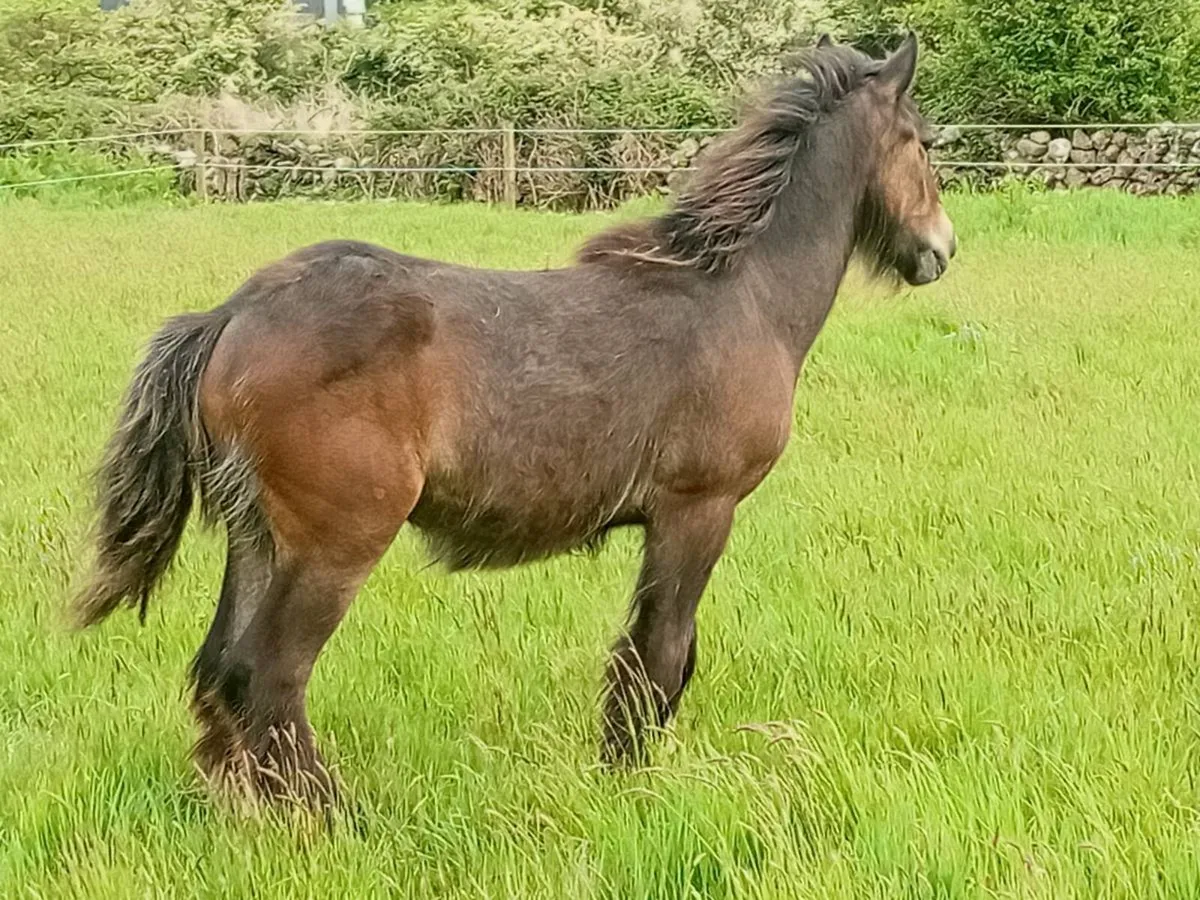 10 months old colt foal - Image 3