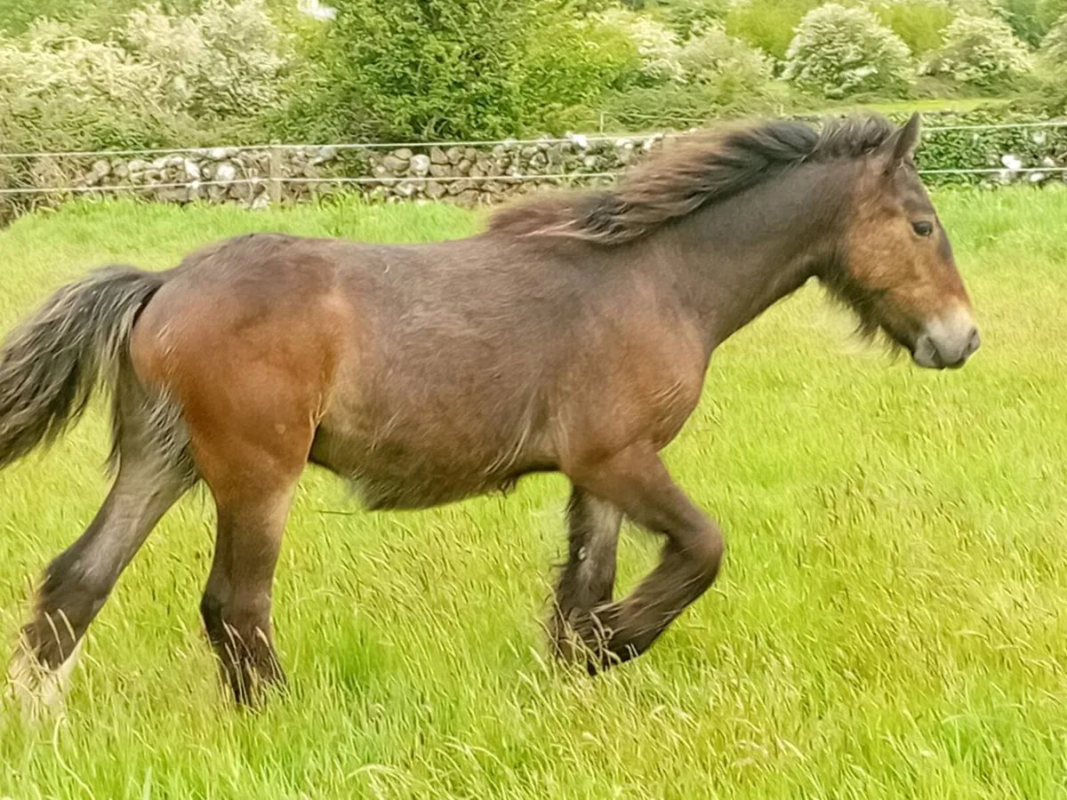 10 months old colt foal - Image 2