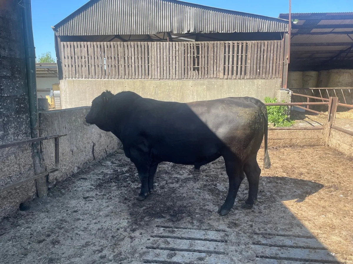 Bull - Image 2