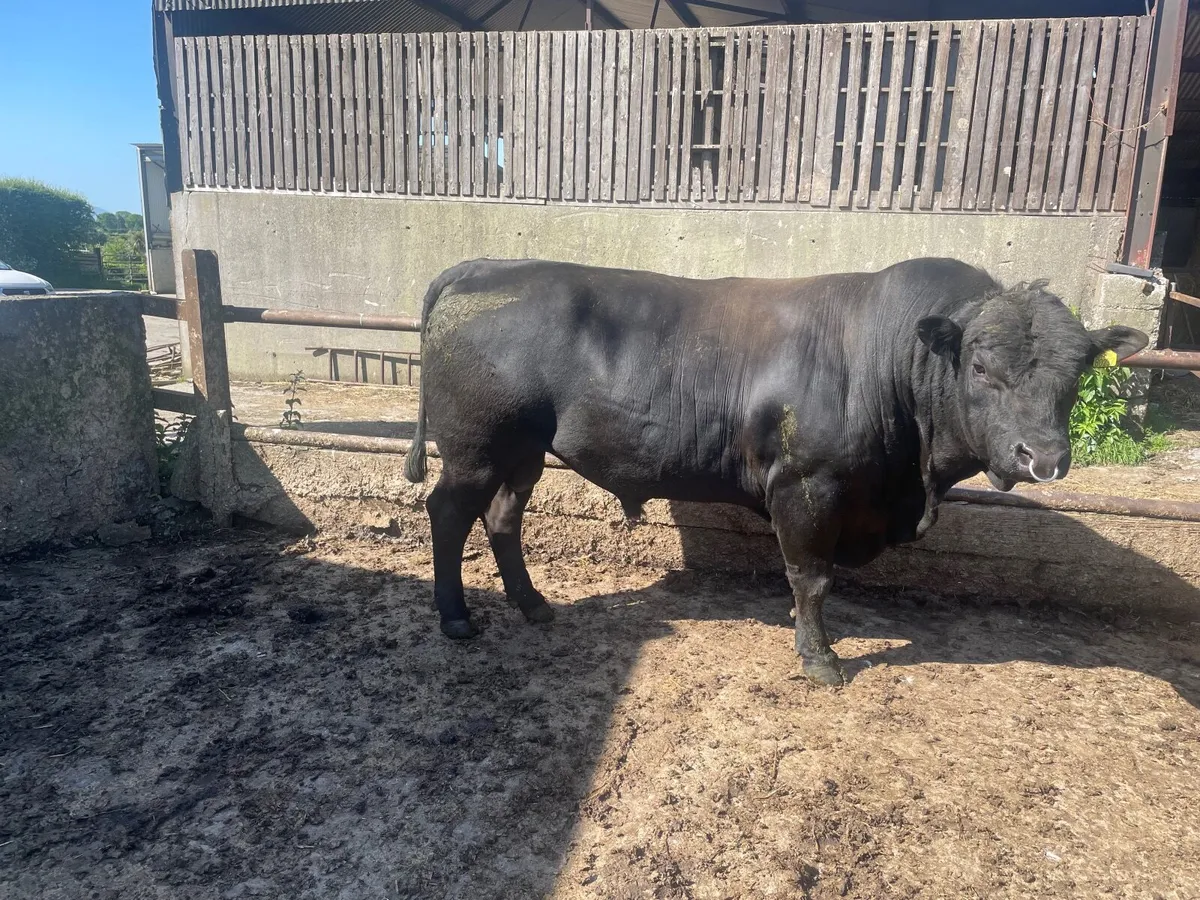 Bull - Image 3