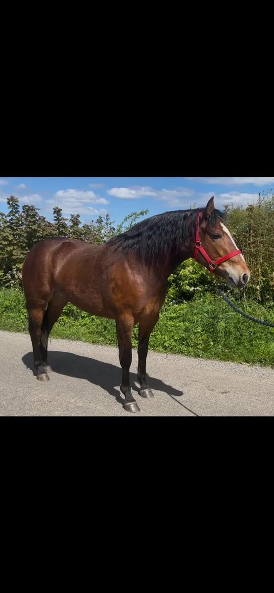 Smashing 3 year old Connemara filly - Image 3