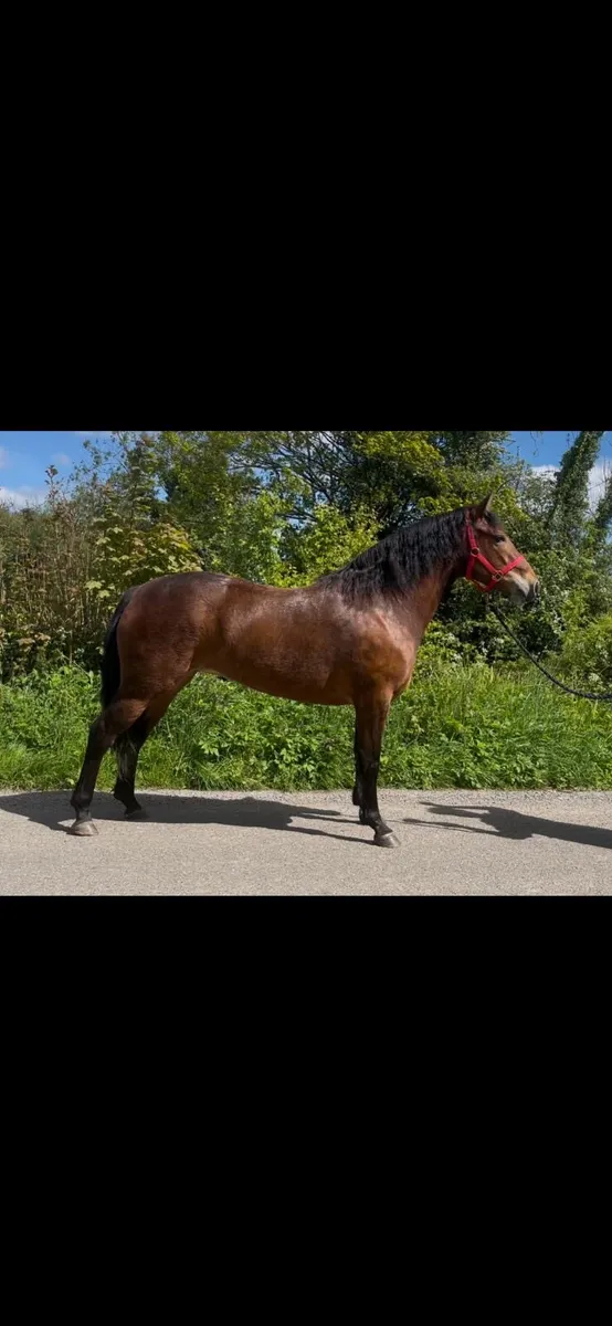 Smashing 3 year old Connemara filly - Image 4