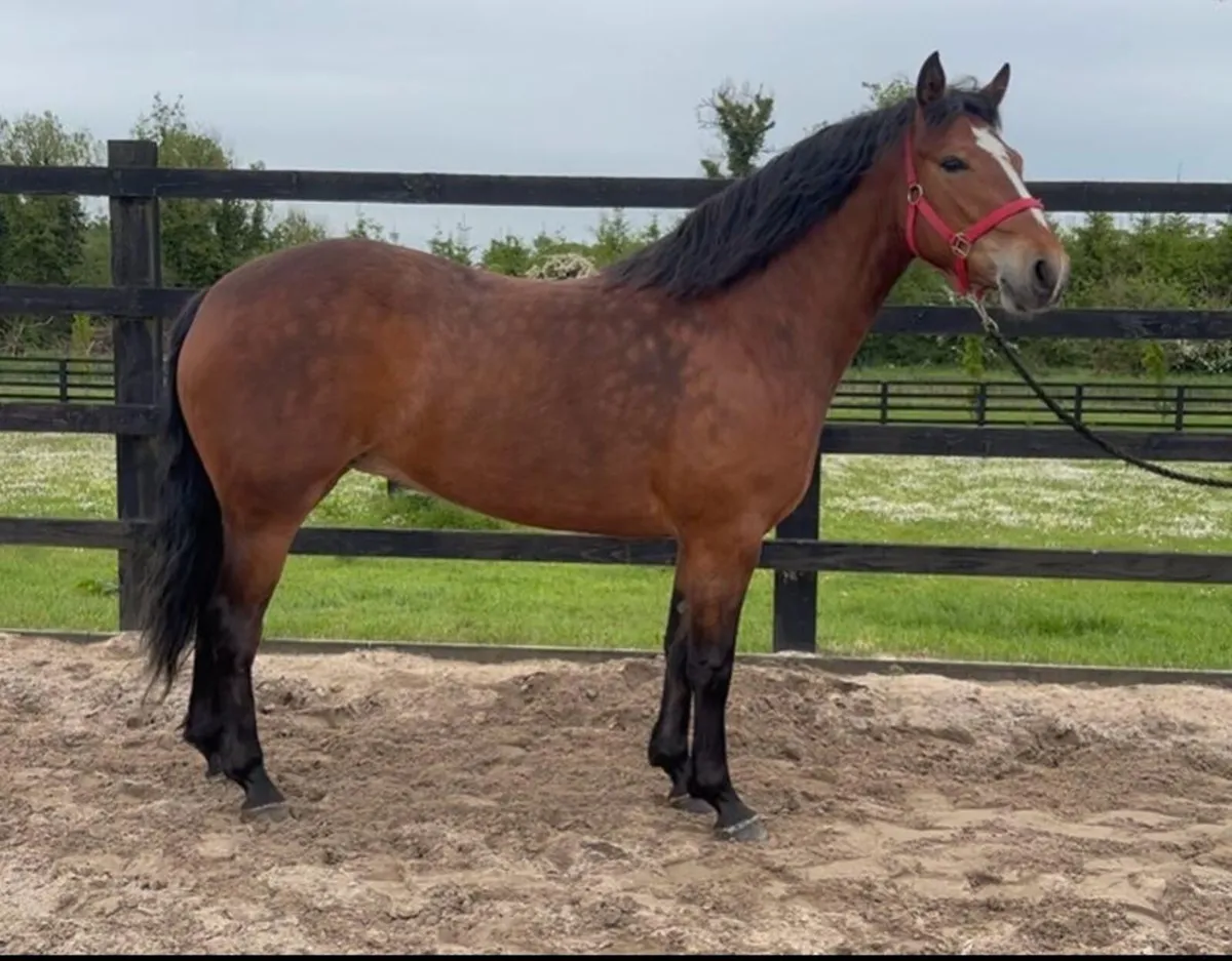 Smashing 3 year old Connemara filly - Image 1