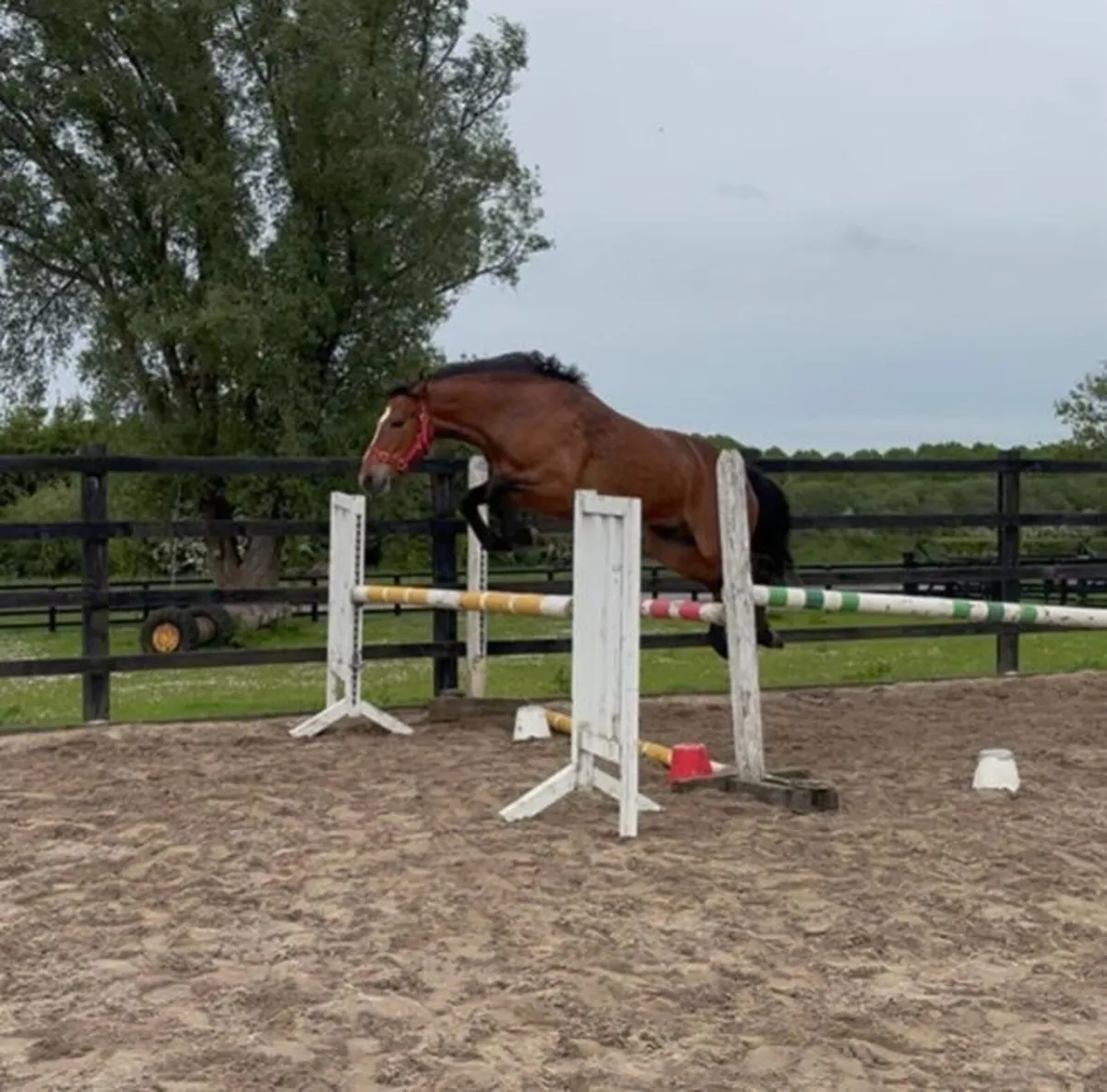 Smashing 3 year old Connemara filly - Image 2