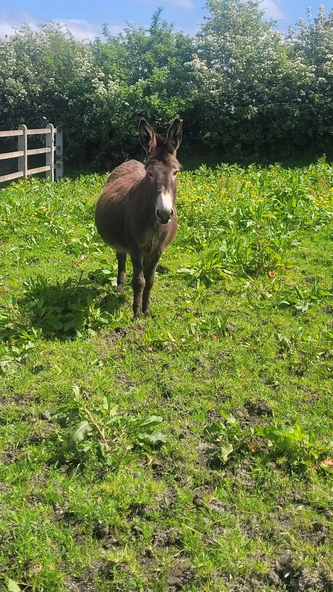 Mare Donkey in foal - Image 3