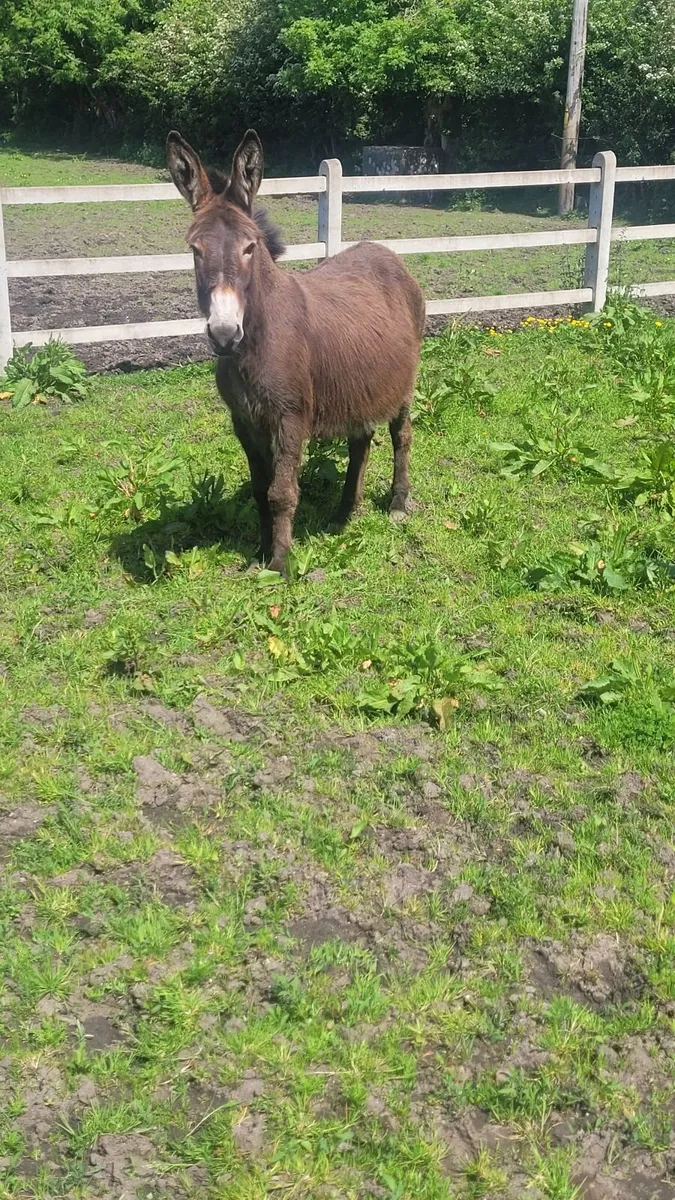 Mare Donkey in foal - Image 1