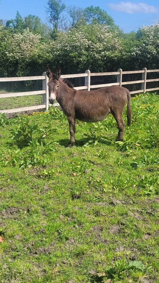 Mare Donkey in foal - Image 2