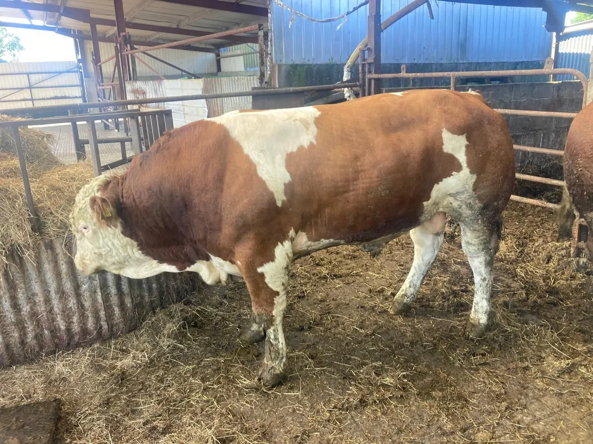 Simmental Bull - Image 2