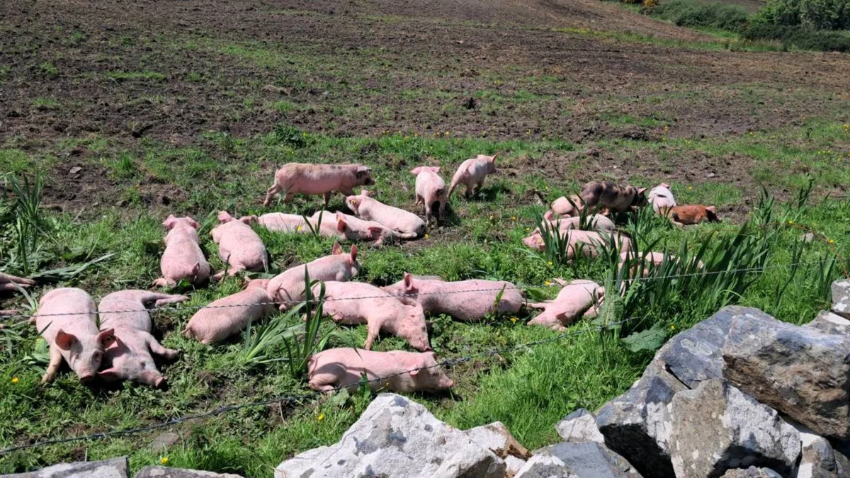 Organic weaners and store pigs - Image 2