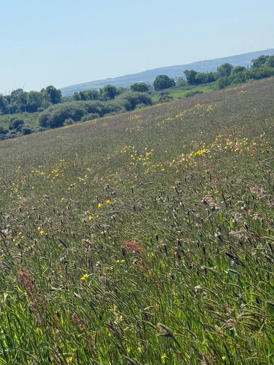 Organic silage field - Image 1