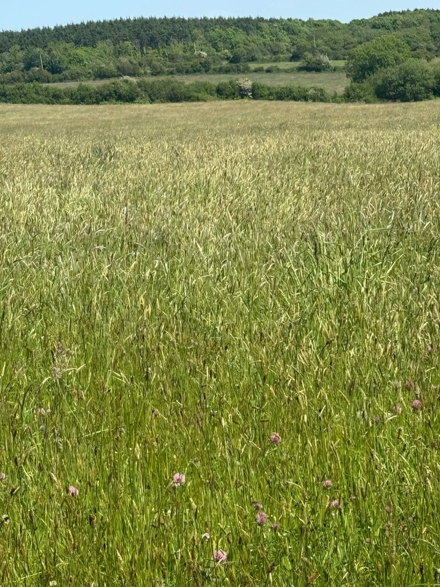 Organic silage field - Image 2