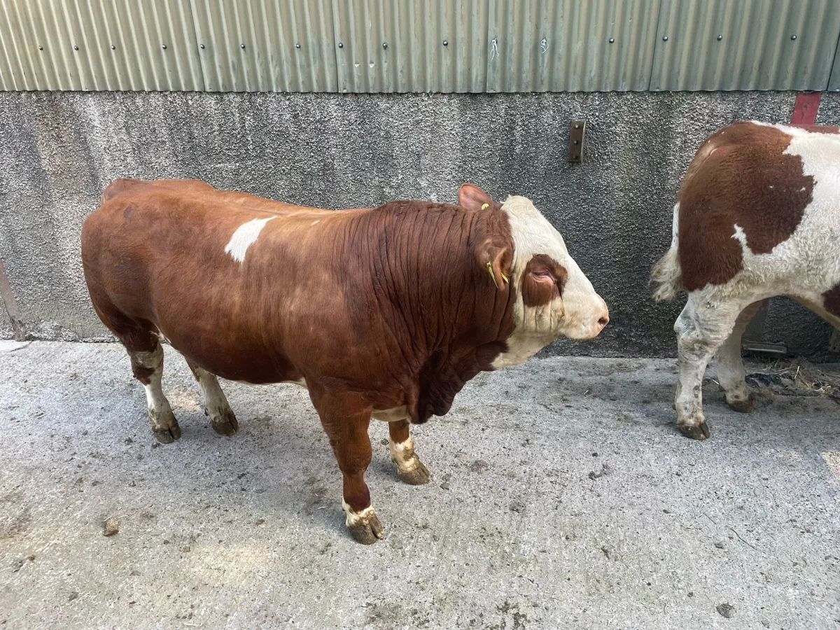 Simmental Bulls - Image 2