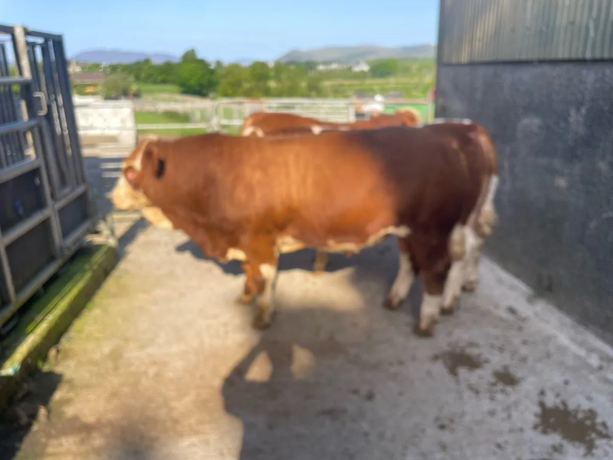 Simmental Bulls - Image 3