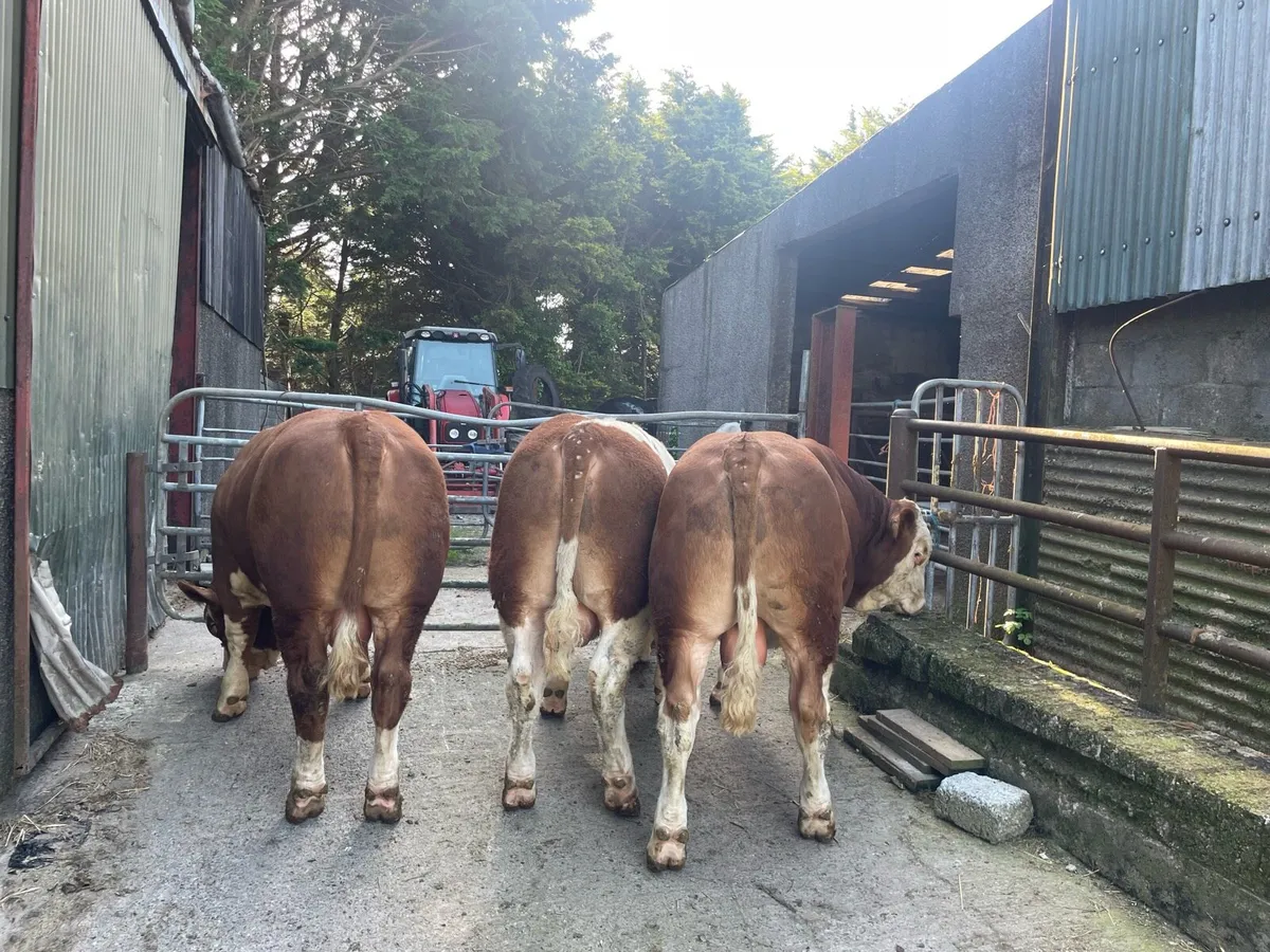 Simmental Bulls - Image 1