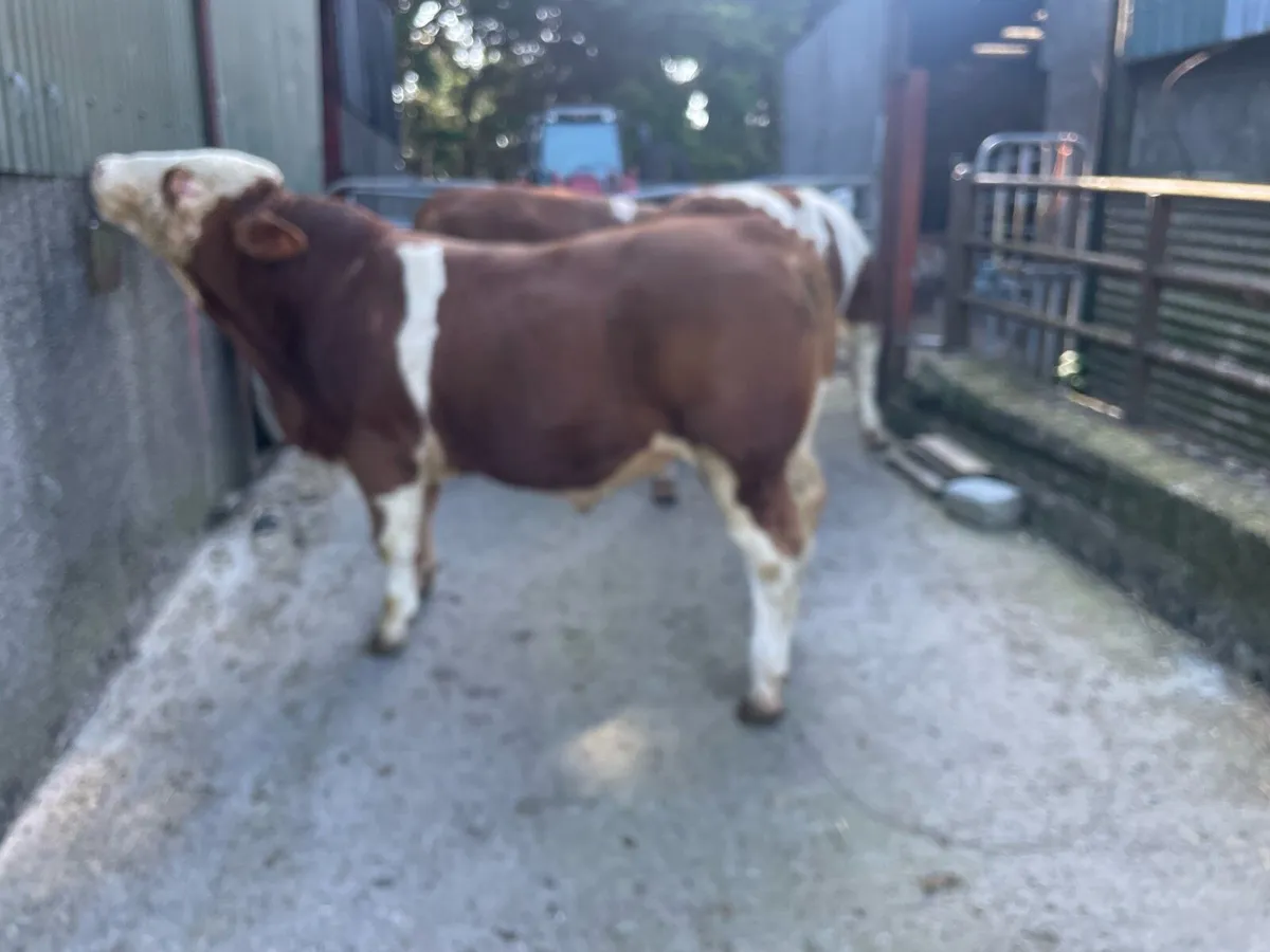 Simmental Bulls - Image 4