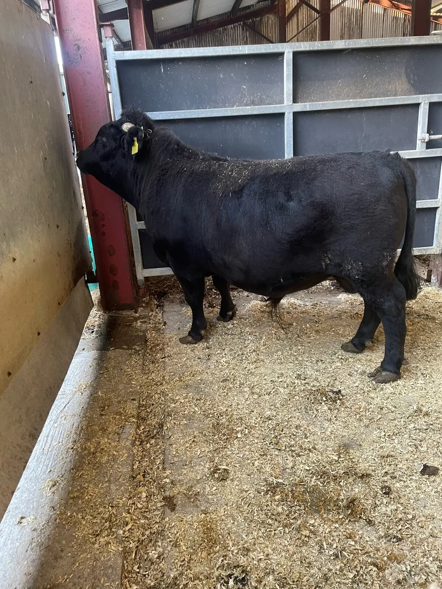 Dexter bull - Image 1