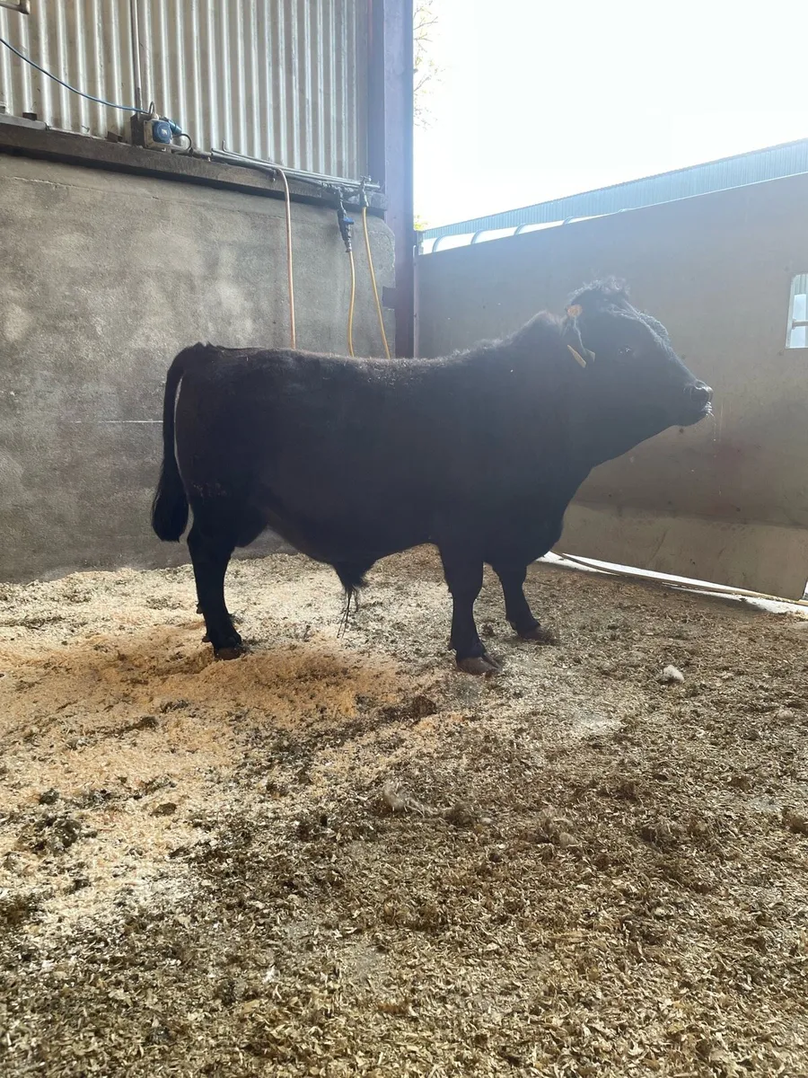 Dexter bull - Image 2