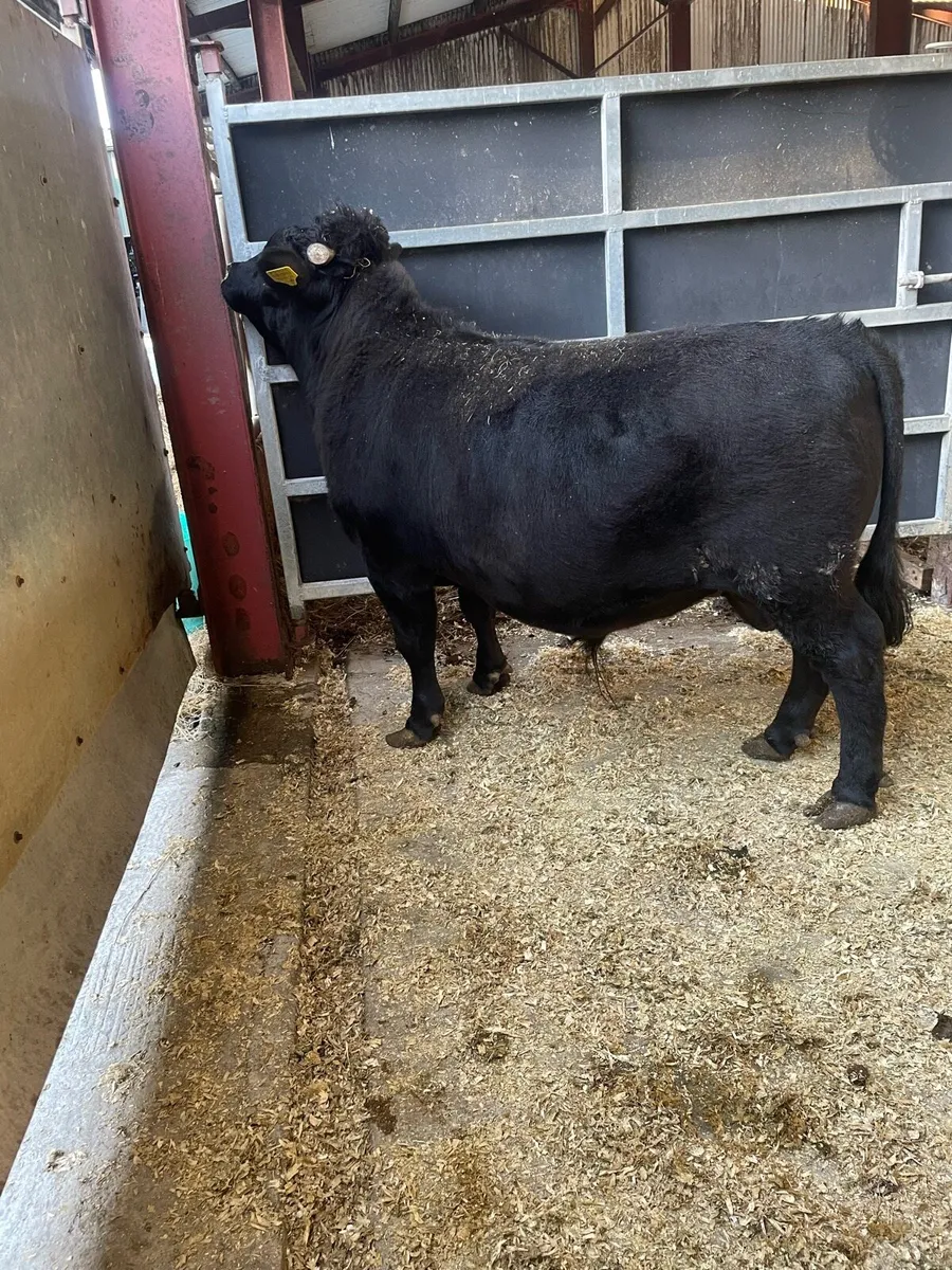 Dexter bull - Image 3