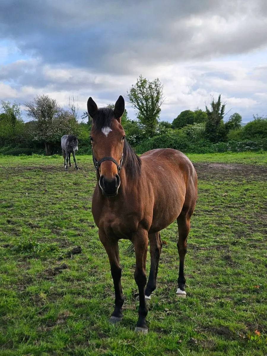 Quality 3yold thoroughbred filly - Image 1