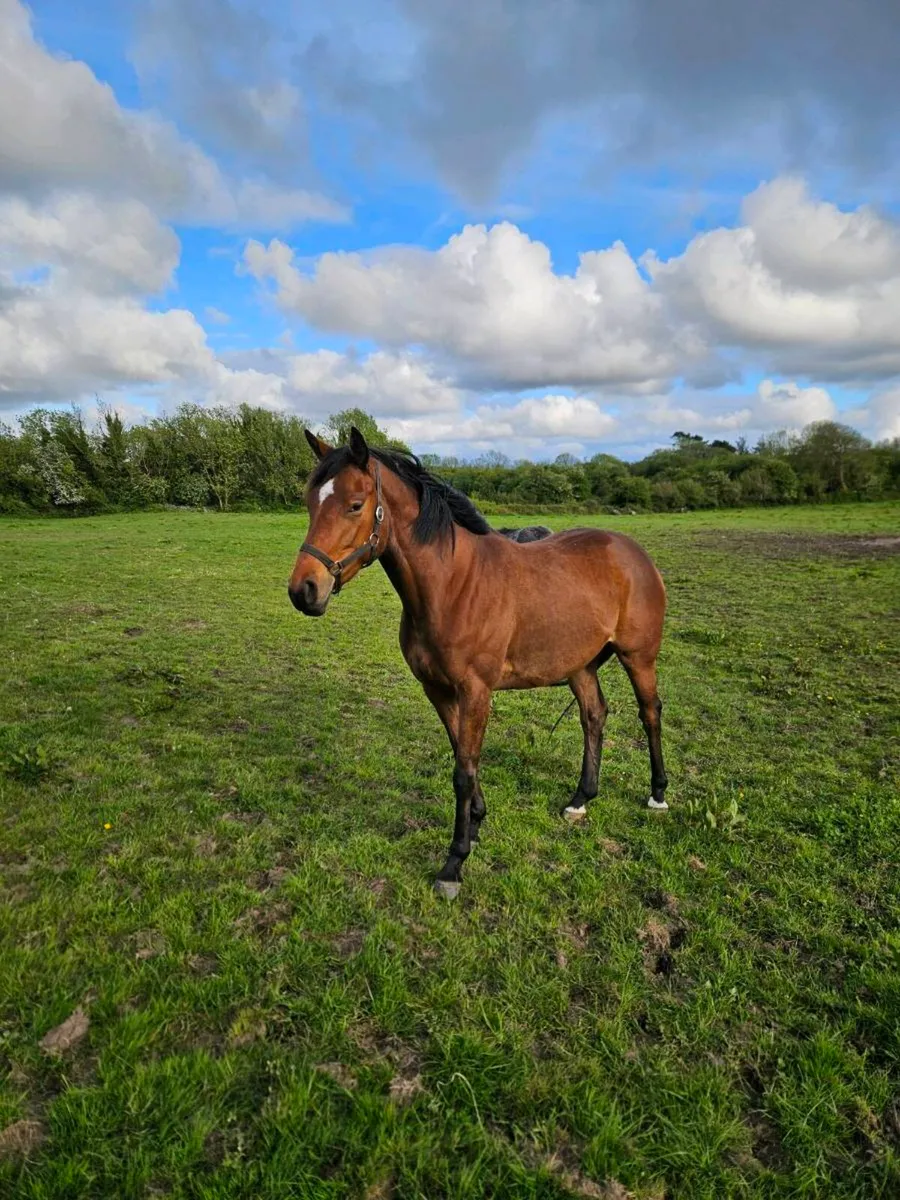 Quality 3yold thoroughbred filly - Image 2