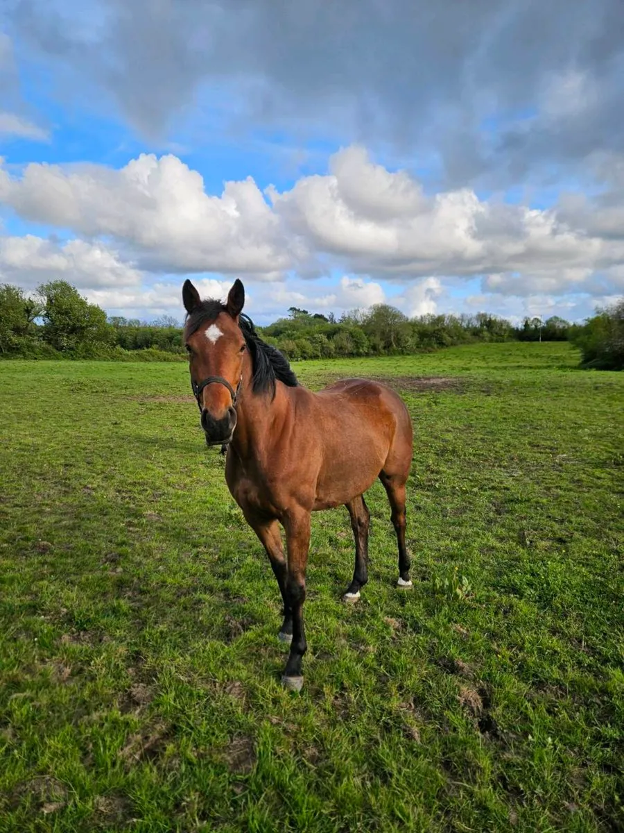 Quality 3yold thoroughbred filly - Image 3