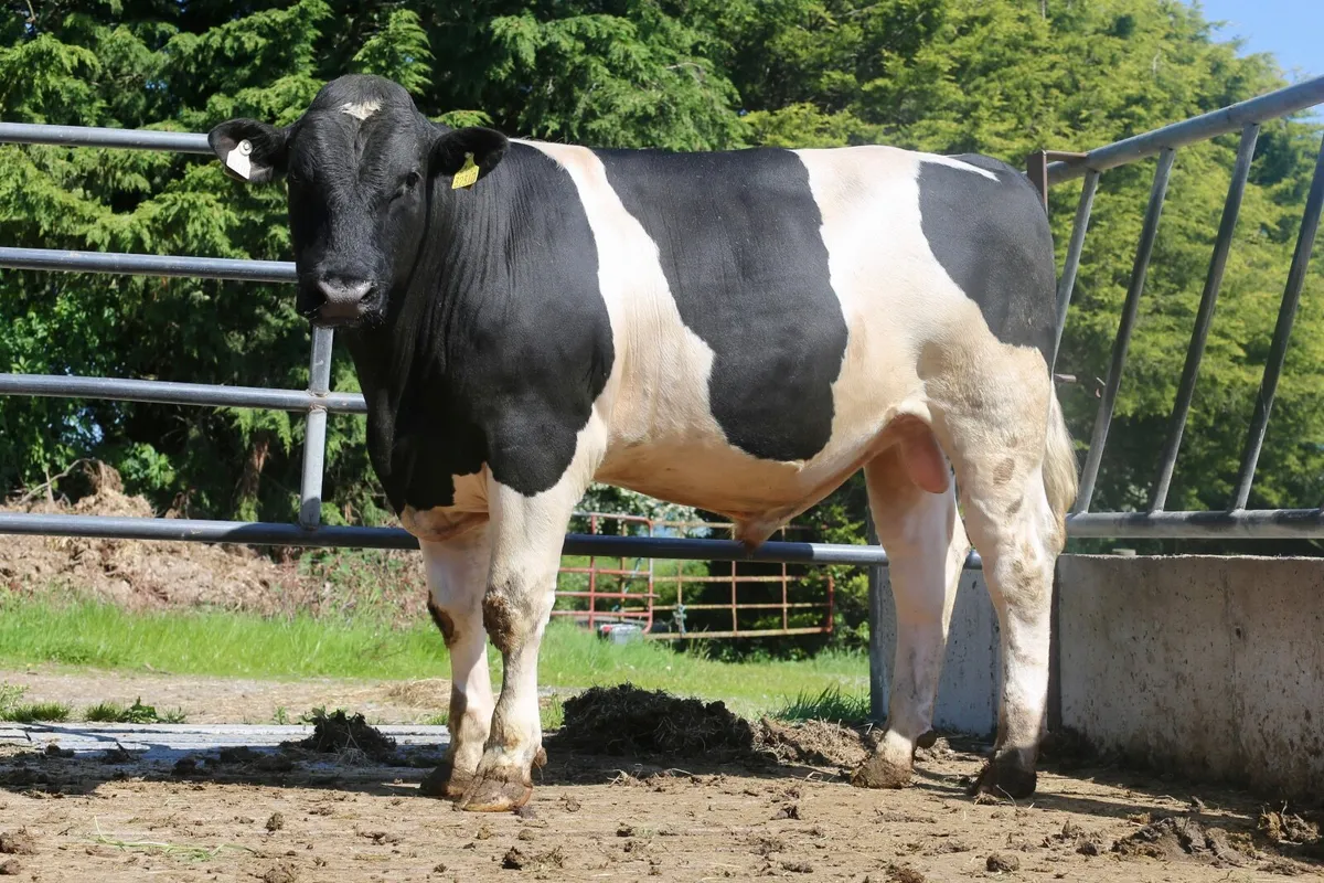 15 month old British Friesian bull - Image 1