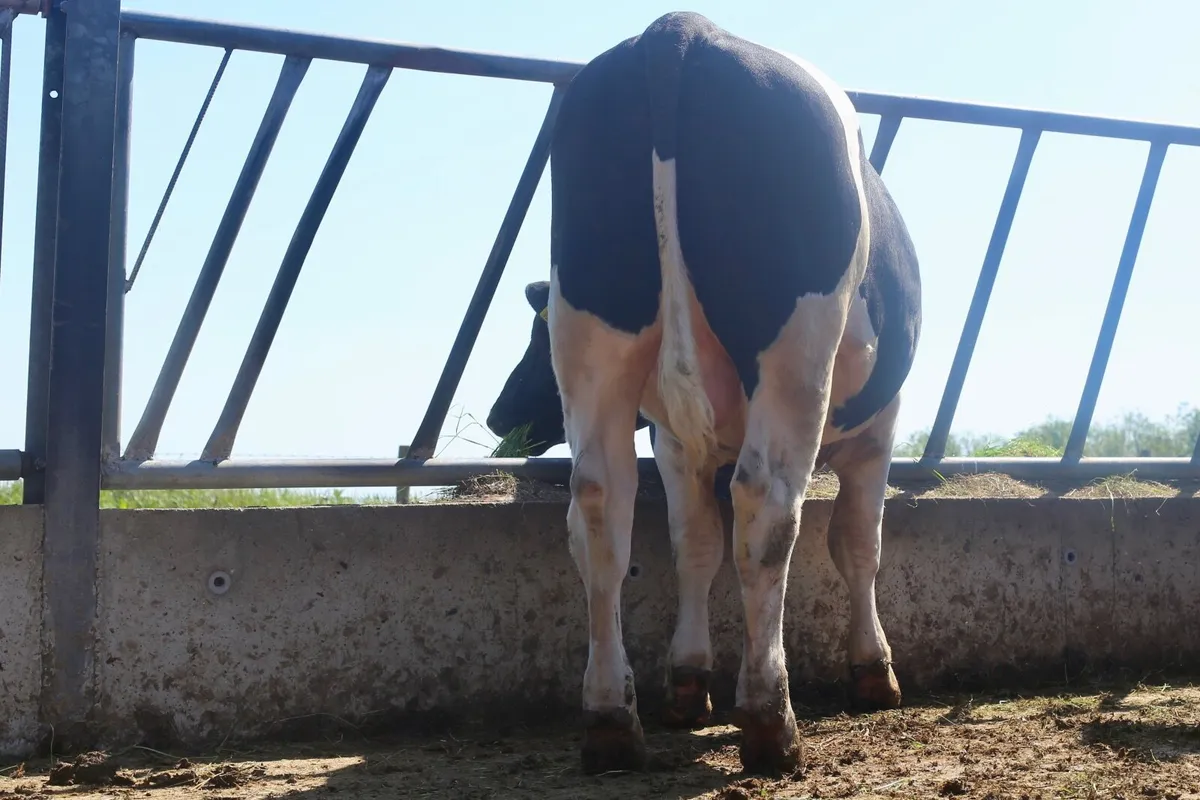 15 month old British Friesian bull - Image 2