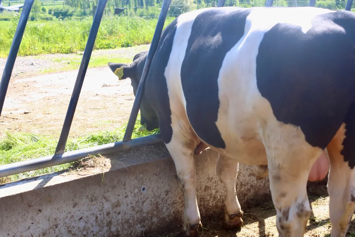 15 month old British Friesian bull - Image 3