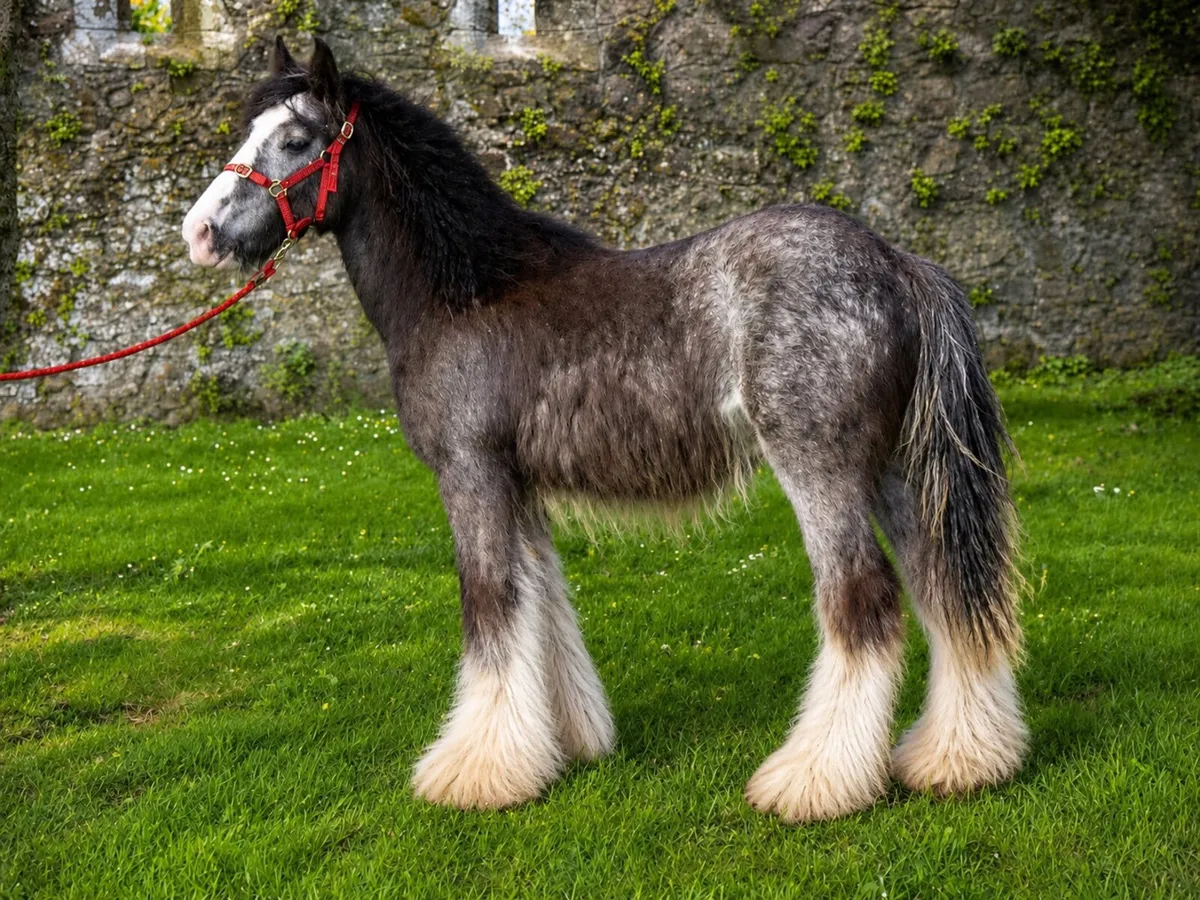 Proper colt for sale 11 months old - Image 1