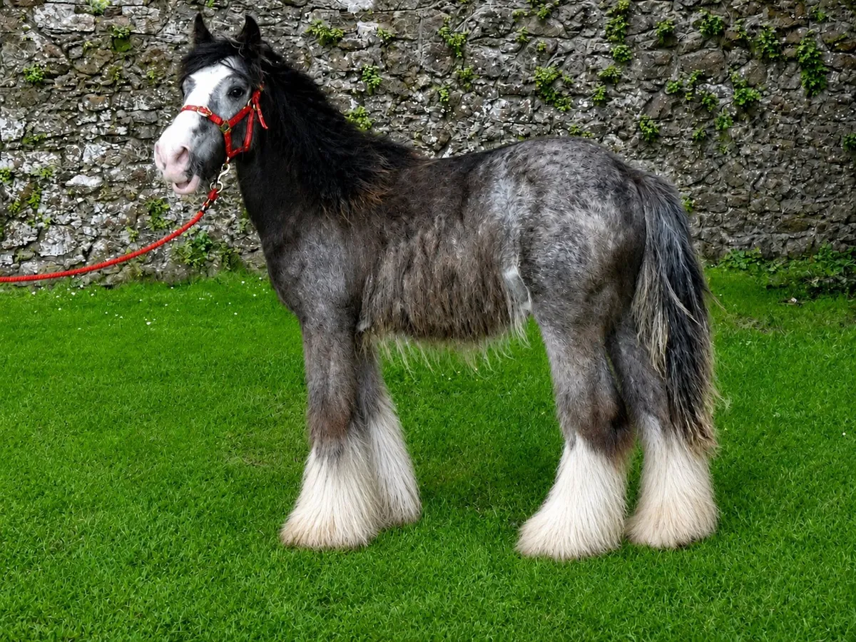 Proper colt for sale 11 months old - Image 2