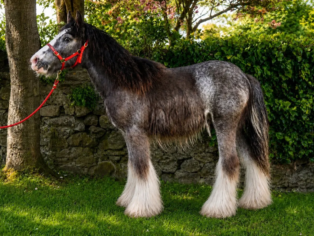 Proper colt for sale 11 months old - Image 3
