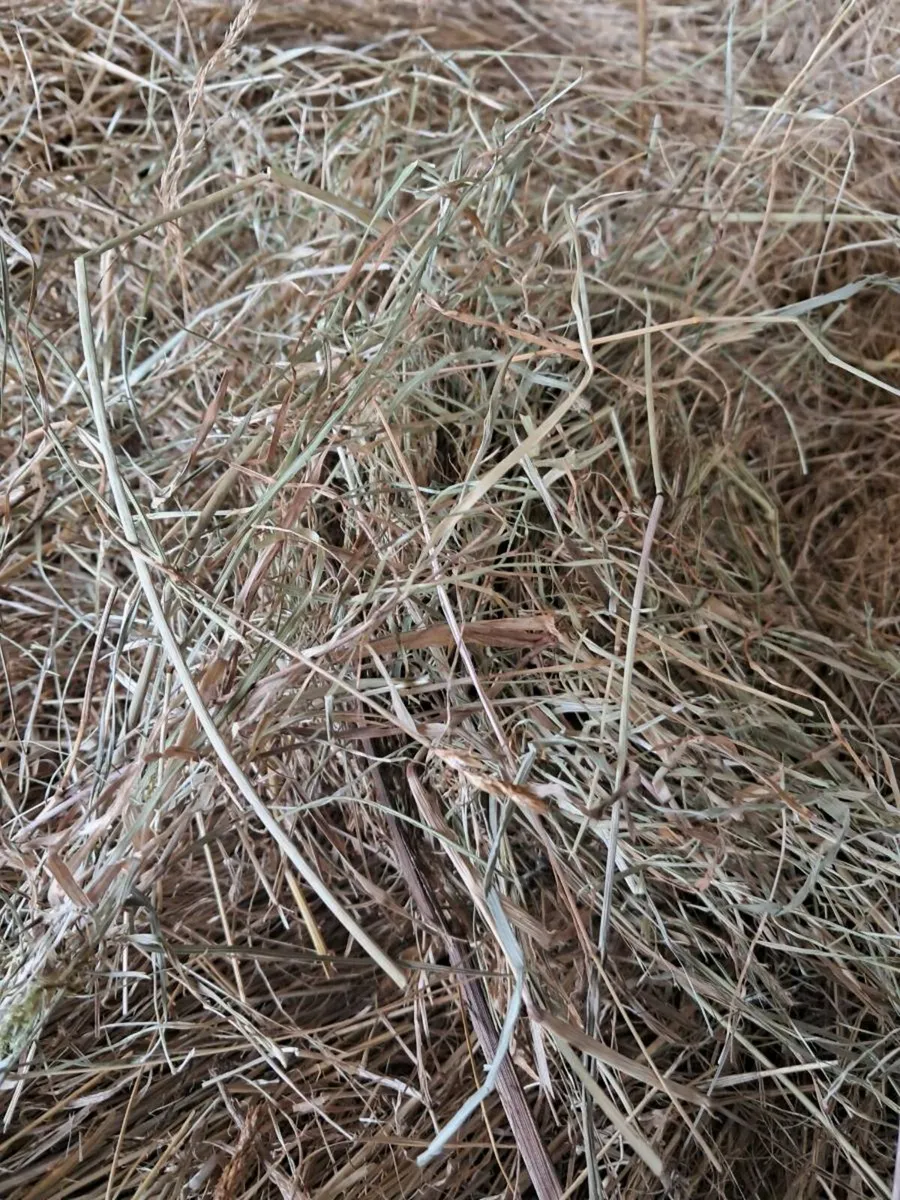 Top quality 20 round bales of hay - Image 2